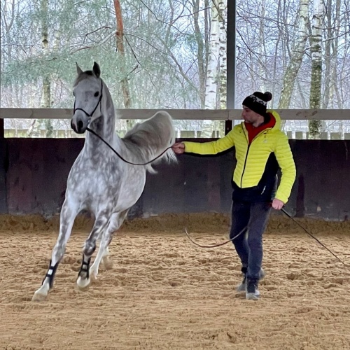 TRAINING OUR BEAUTIFUL ARABIAN HORSES FOR SHOWS